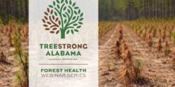 An image of dying pine tree seedlings that have been recently planted with the following words designed over the image: TreeStrong Alabama: Alabama Extension Forest Health Webinar Series