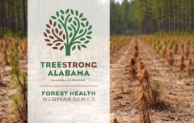 An image of dying pine tree seedlings that have been recently planted with the following words designed over the image: TreeStrong Alabama: Alabama Extension Forest Health Webinar Series