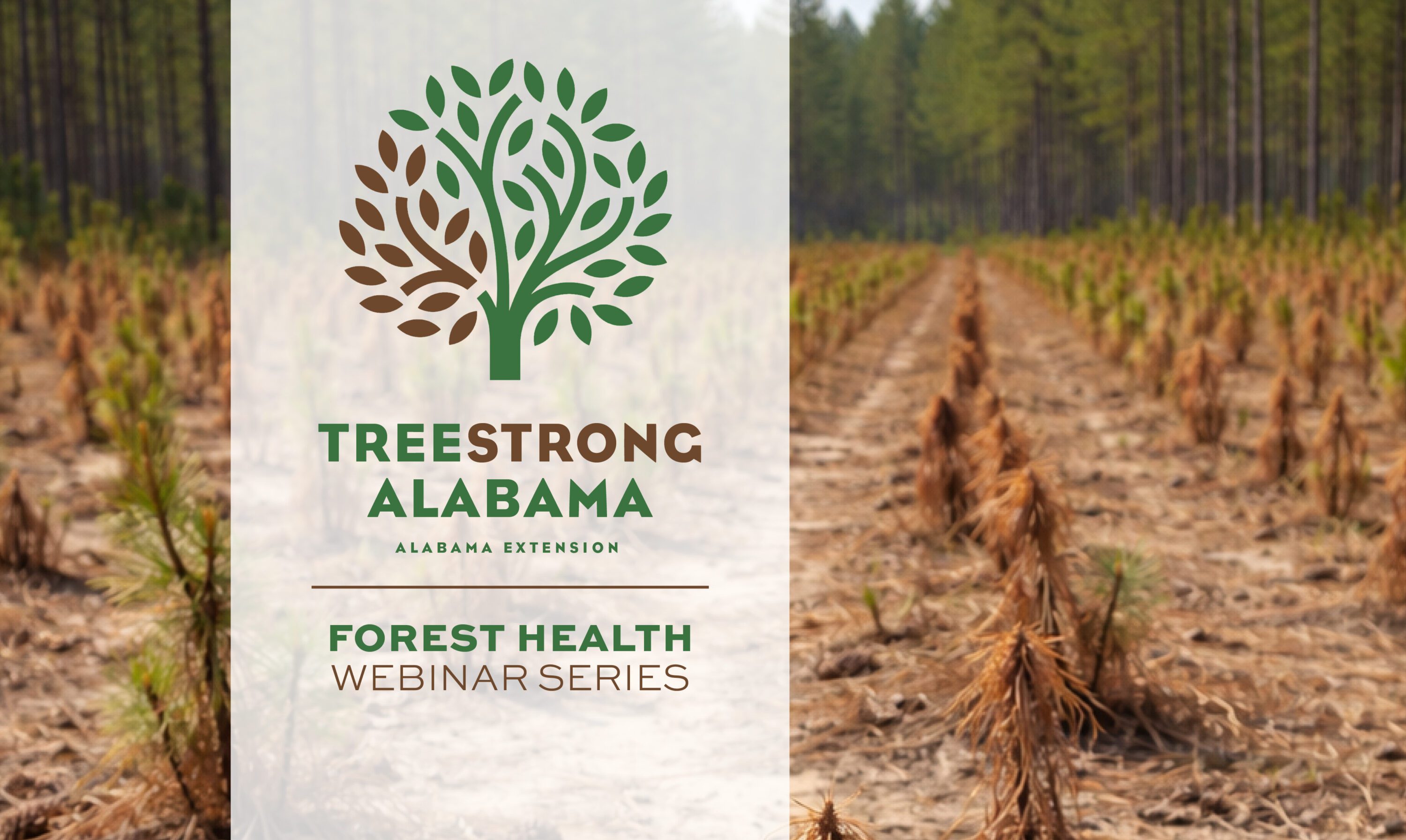 An image of dying pine tree seedlings that have been recently planted with the following words designed over the image: TreeStrong Alabama: Alabama Extension Forest Health Webinar Series