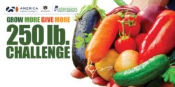 A graphic with logos for the 250th anniversary of America and Alabama Extension at Auburn University. It also contains the words Grow More Give More 250 lb. Challenge and has an image of hands holding a variety of homegrown vegetables.