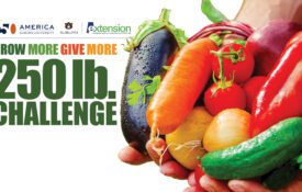 A graphic with logos for the 250th anniversary of America and Alabama Extension at Auburn University. It also contains the words Grow More Give More 250 lb. Challenge and has an image of hands holding a variety of homegrown vegetables.