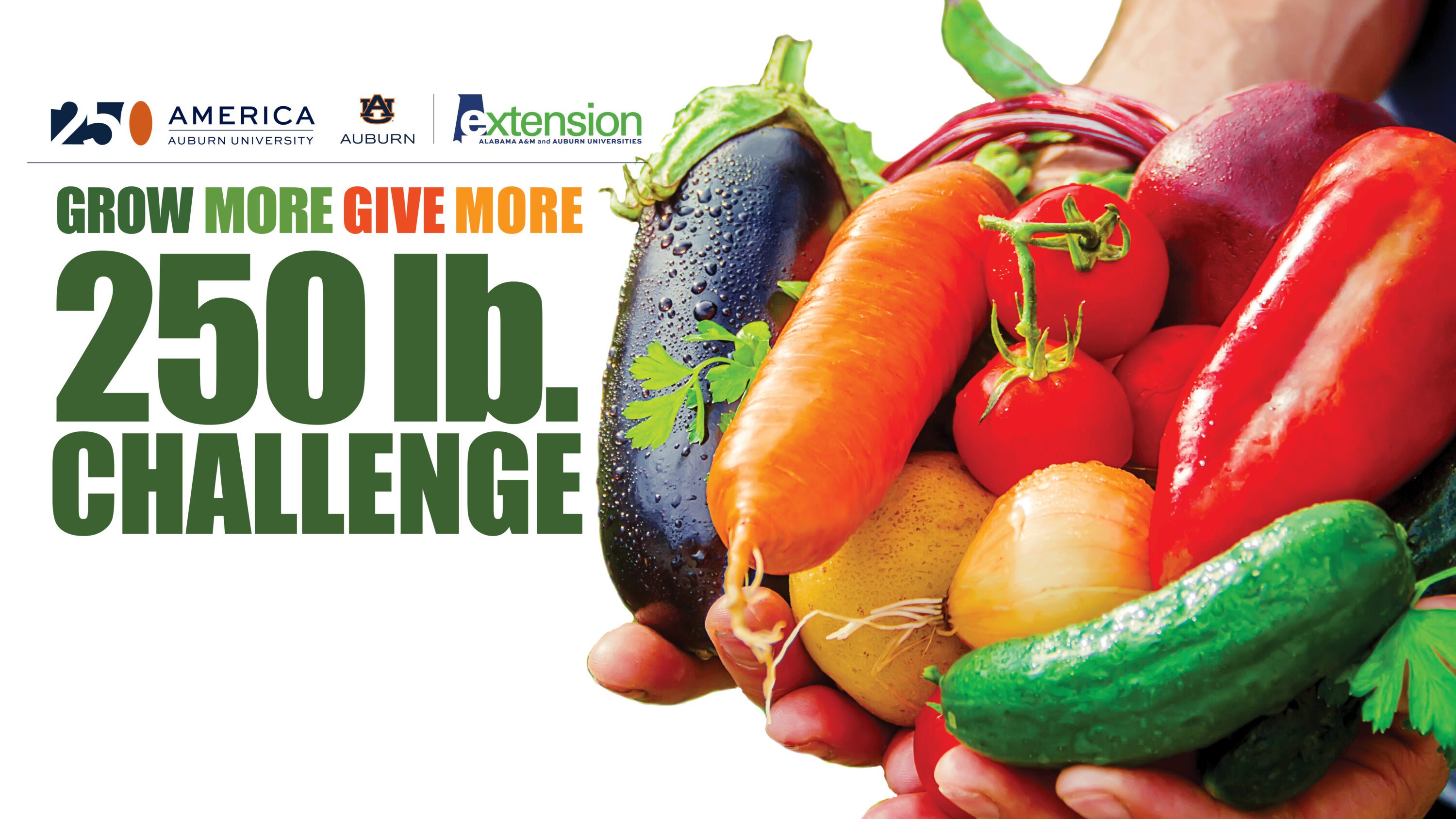 A graphic with logos for the 250th anniversary of America and Alabama Extension at Auburn University. It also contains the words Grow More Give More 250 lb. Challenge and has an image of hands holding a variety of homegrown vegetables.