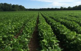 A soybean field.