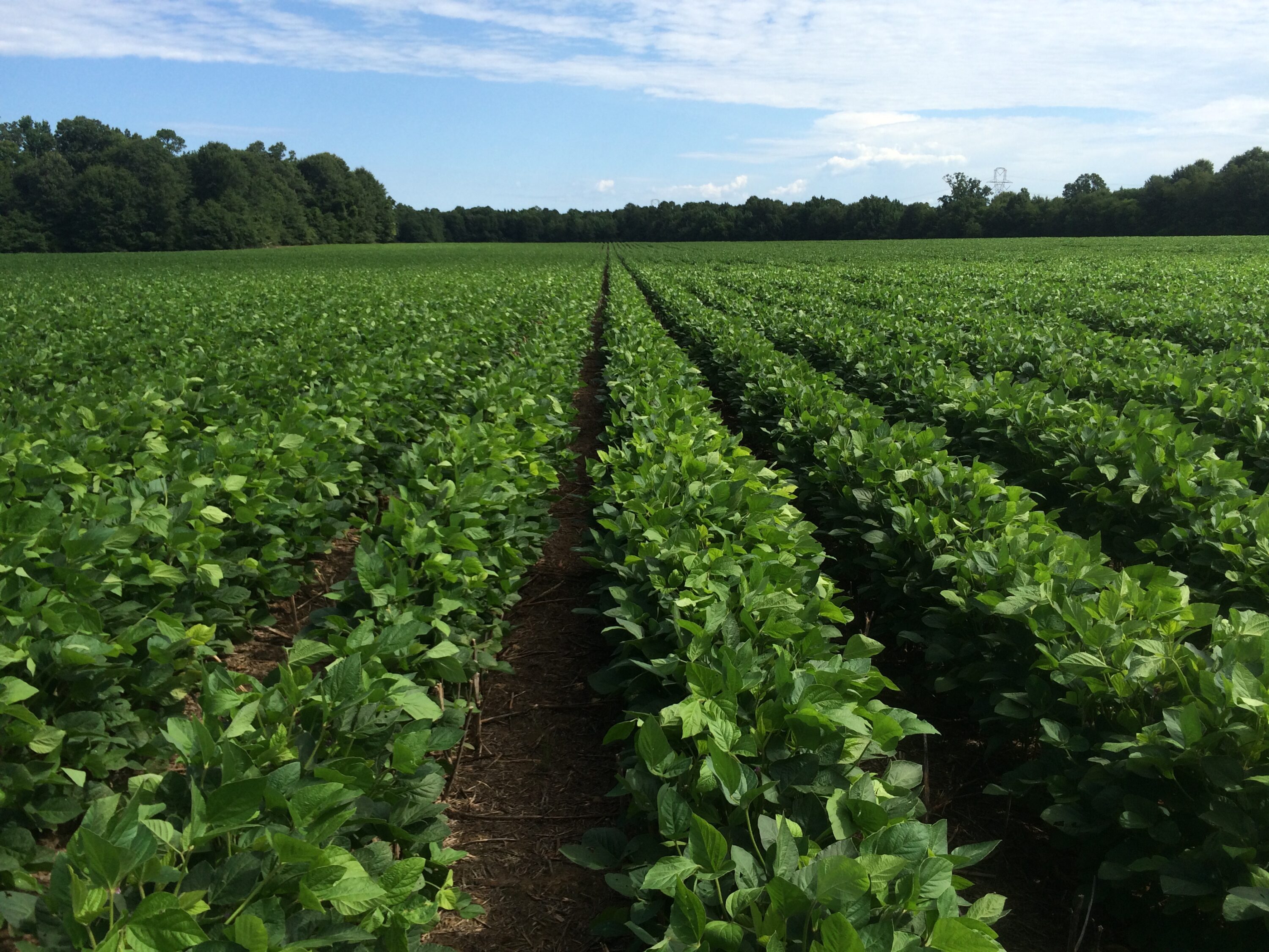 A soybean field.