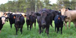 A herd of cattle looking at the camera and standing in a green pasture.
