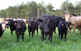 A herd of cattle looking at the camera and standing in a green pasture.