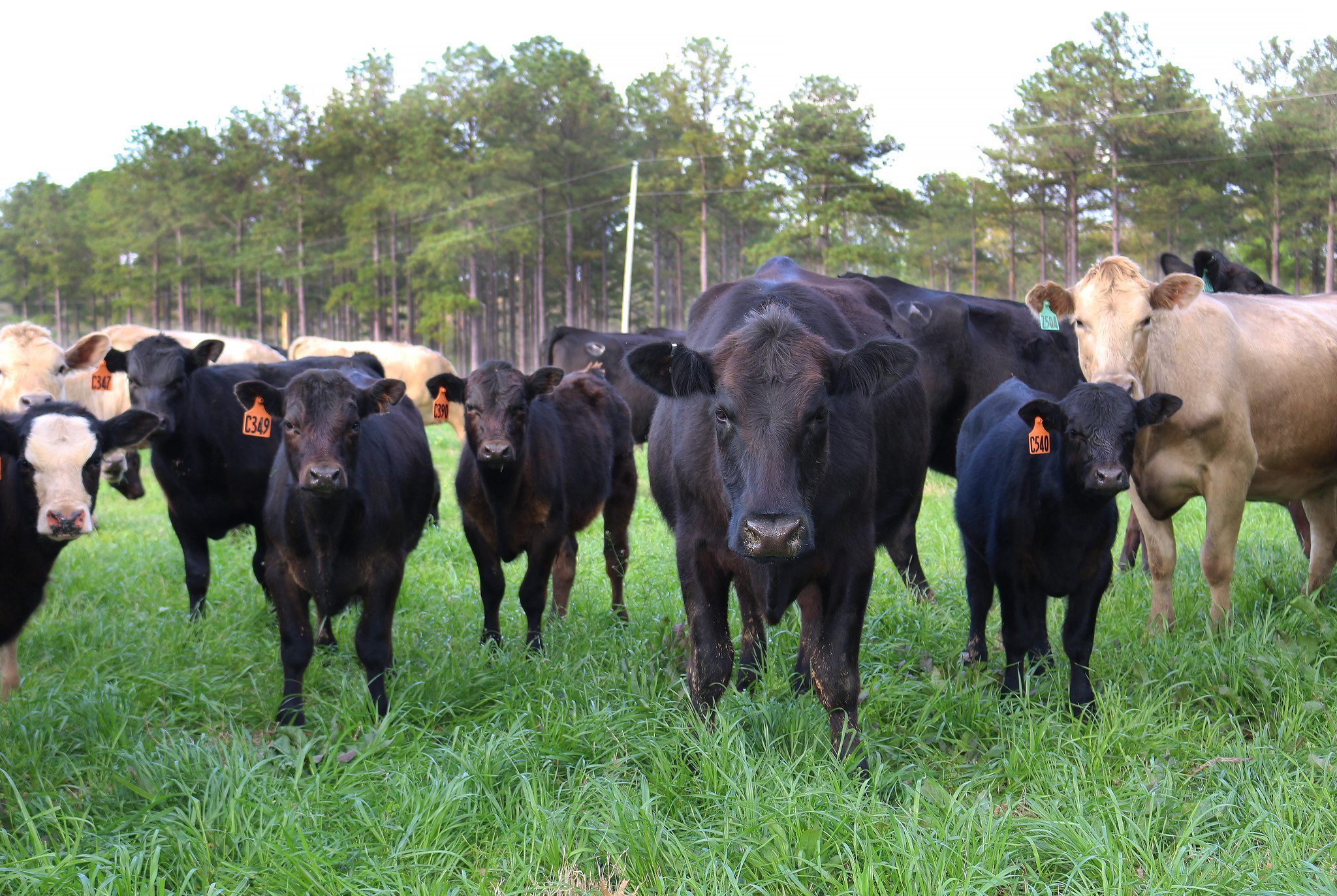 A herd of cattle looking at the camera and standing in a green pasture.
