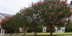 Blooming crape myrtles in a row on a lawn.