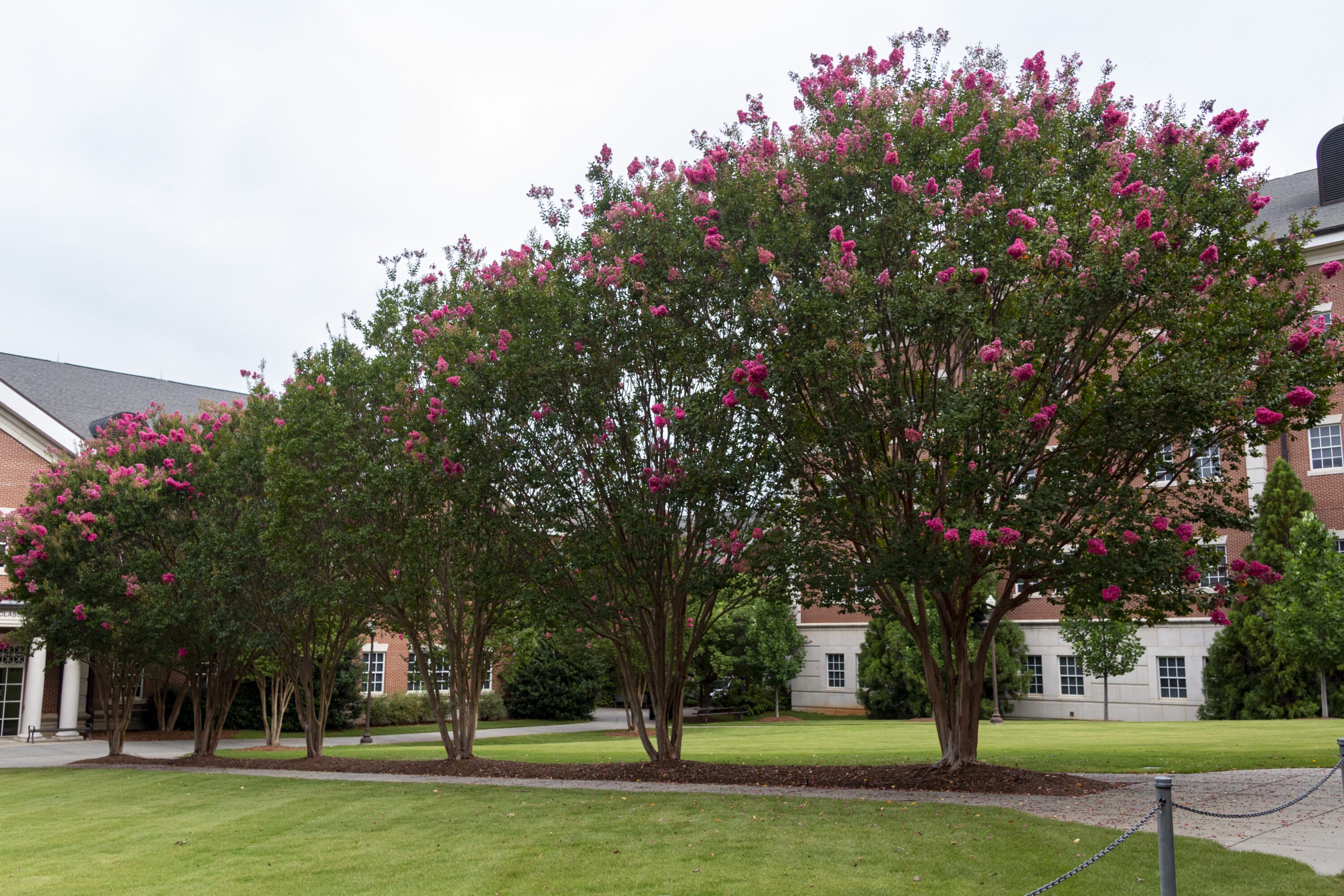 Blooming crape myrtles in a row on a lawn.