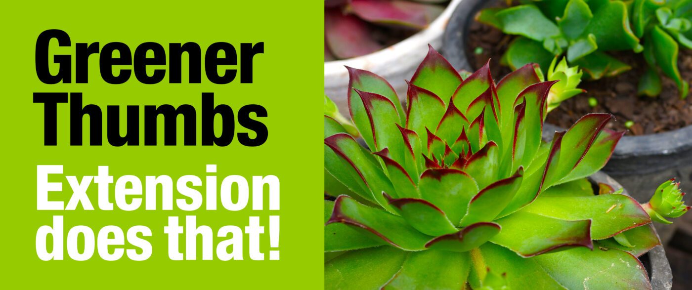 An image of potted succulents. To the left are the words, "Green thumb. Extension does that!"