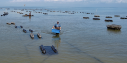 Admiral Shellfish Company operates along Alabama's coast, where restored oyster reefs help support a healthier bay and strengthen the state's commercial oyster industry.