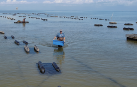 Admiral Shellfish Company operates along Alabama's coast, where restored oyster reefs help support a healthier bay and strengthen the state's commercial oyster industry.