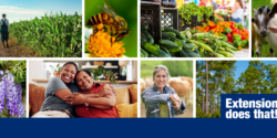 A collage with images of a farm in a corn field, a bee on a flower, a farmers market table, goats, wisteria, a mom and daughter hugging, a women with cattle in the background and pine trees. Also includes the words Extension does that!