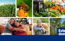 A collage with images of a farm in a corn field, a bee on a flower, a farmers market table, goats, wisteria, a mom and daughter hugging, a women with cattle in the background and pine trees. Also includes the words Extension does that!
