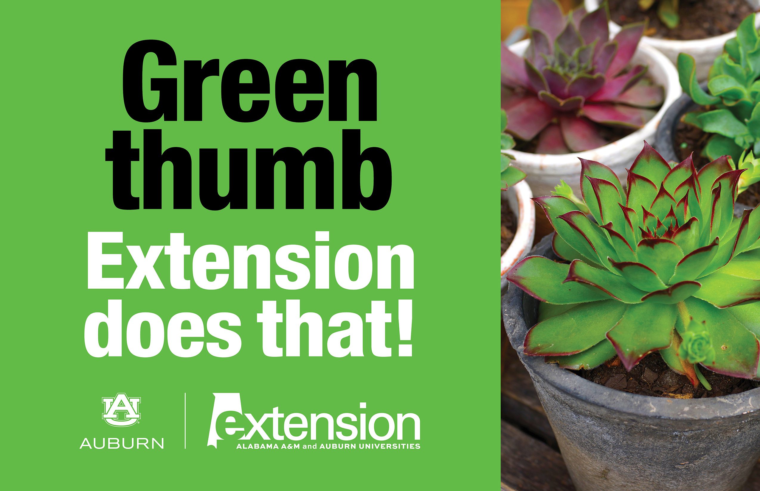 An image of potted succulents. To the left are the words, "Green thumb. Extension does that!" along with the Alabama Extension and Auburn University logos.