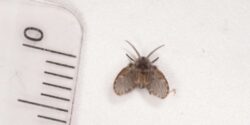 Figure 1. Adult drain fly. (Photo credit: Paul Duff)