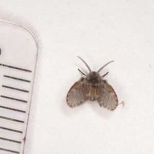 Figure 1. Adult drain fly. (Photo credit: Paul Duff)