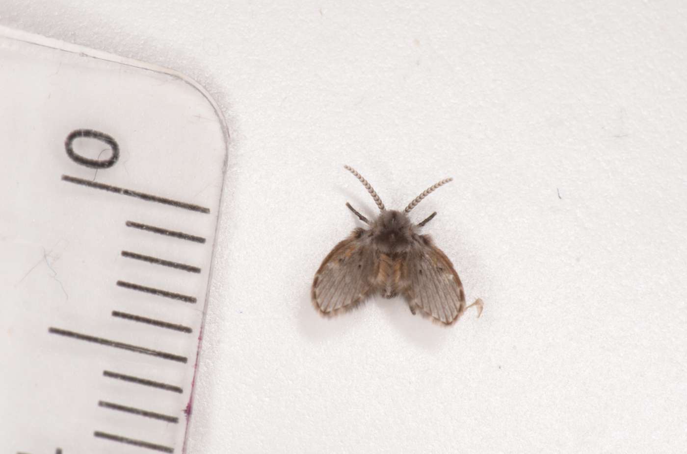 Figure 1. Adult drain fly. (Photo credit: Paul Duff)