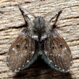 Figure 2. Adult drain fly. (Photo credit: Ken Childs)