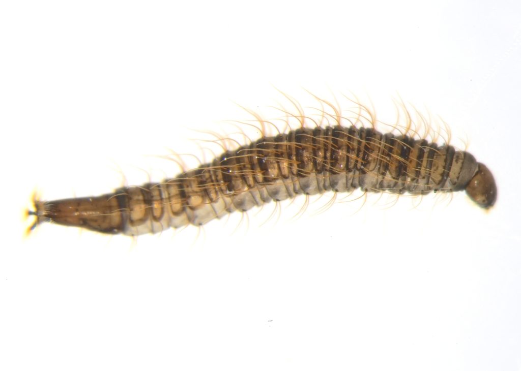 Figure 3. Drain fly larva. (Photo credit: Camiflex iNaturalist.org)