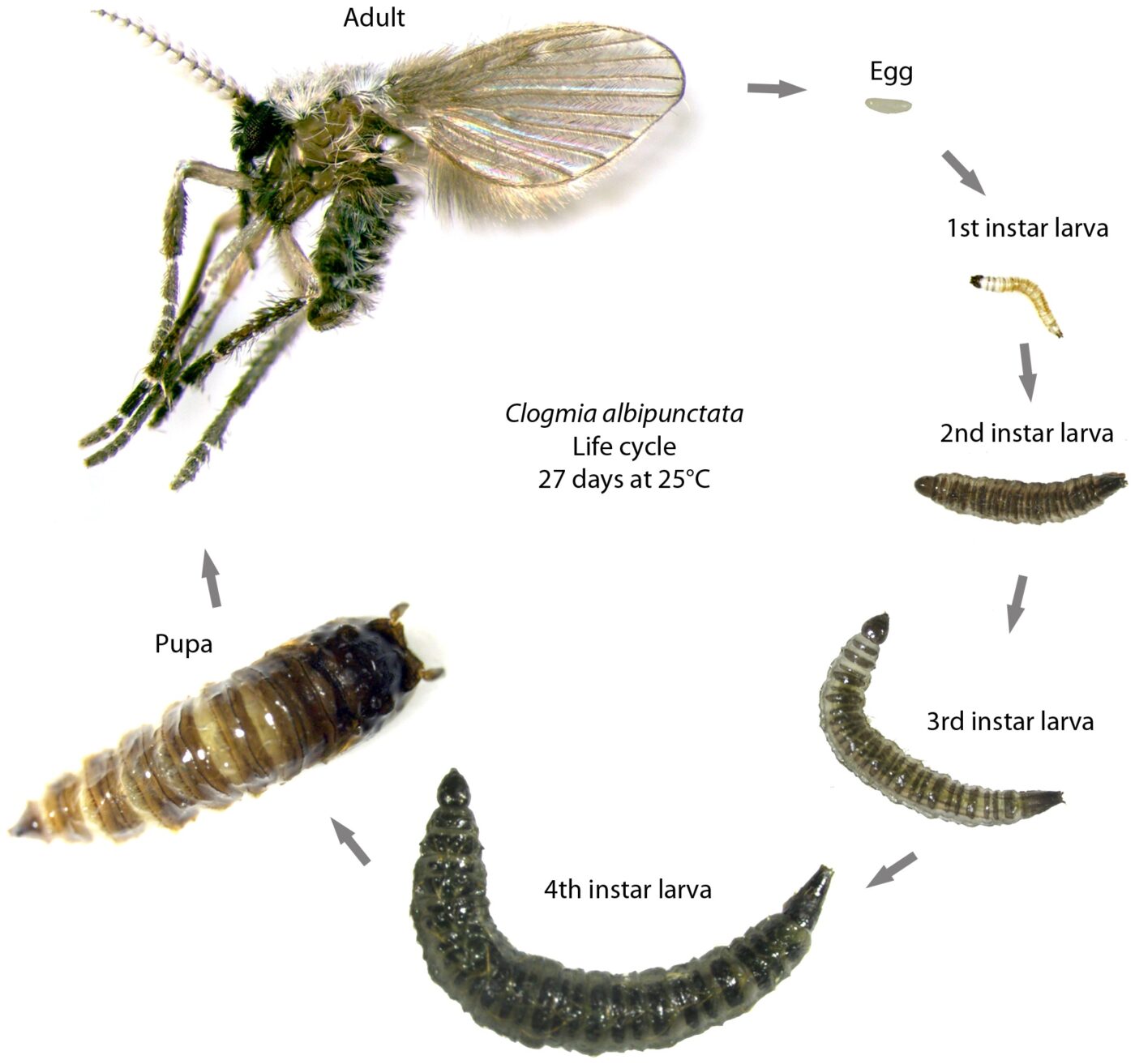 Figure 4. Drain fly life cycle (Photo credit: Jimenez-Guri et al, PloS One)