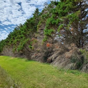 Figure 1. A monoculture planting, such as Leyland cypress, can result in challenges over time.