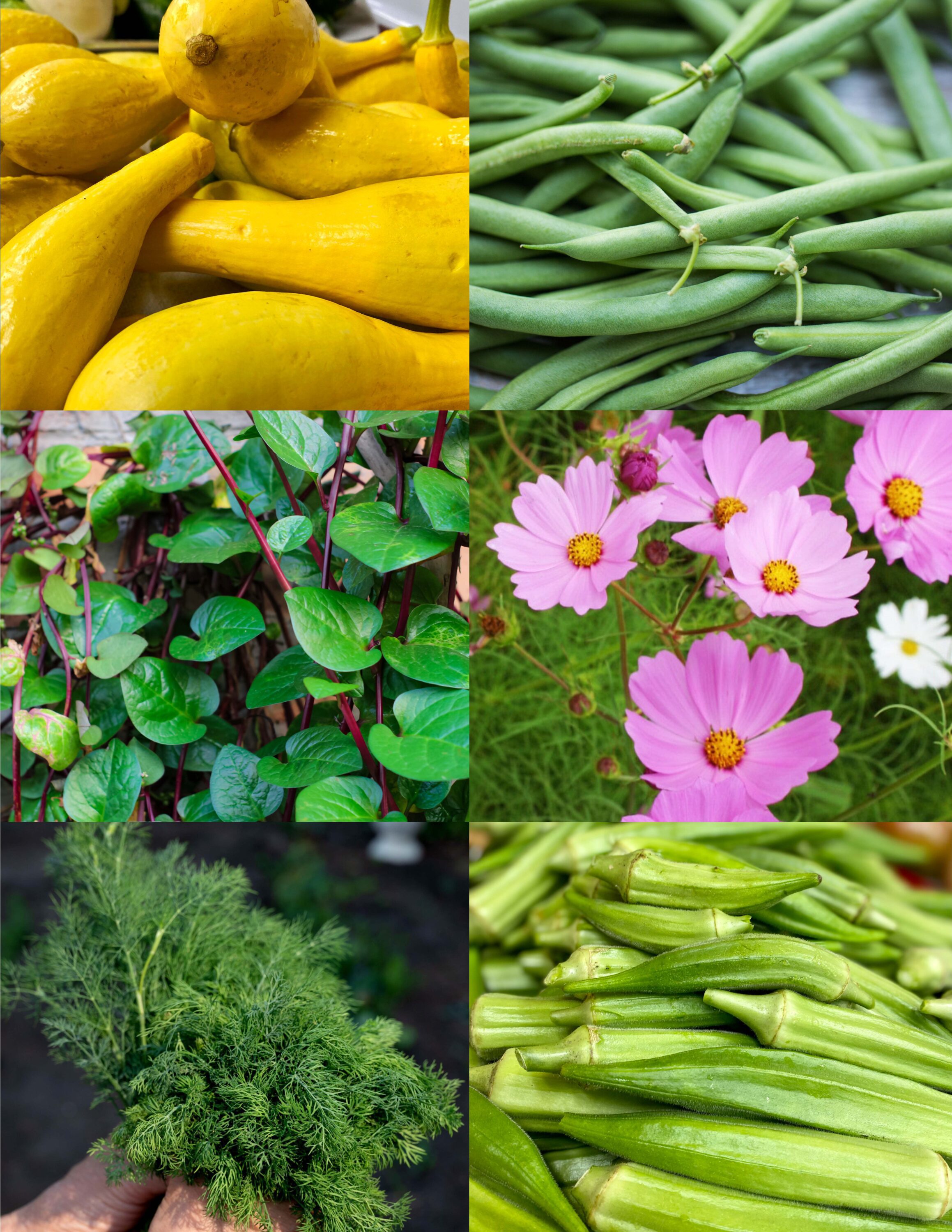 A vertical collage of six images including yellow squash, green beans, Malabar spinach, cosmos, dill, and okra.
