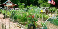 A community garden with several raised beds of vegetables and flowers. There is a tool shed and American flag in the background.