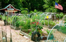 A community garden with several raised beds of vegetables and flowers. There is a tool shed and American flag in the background.