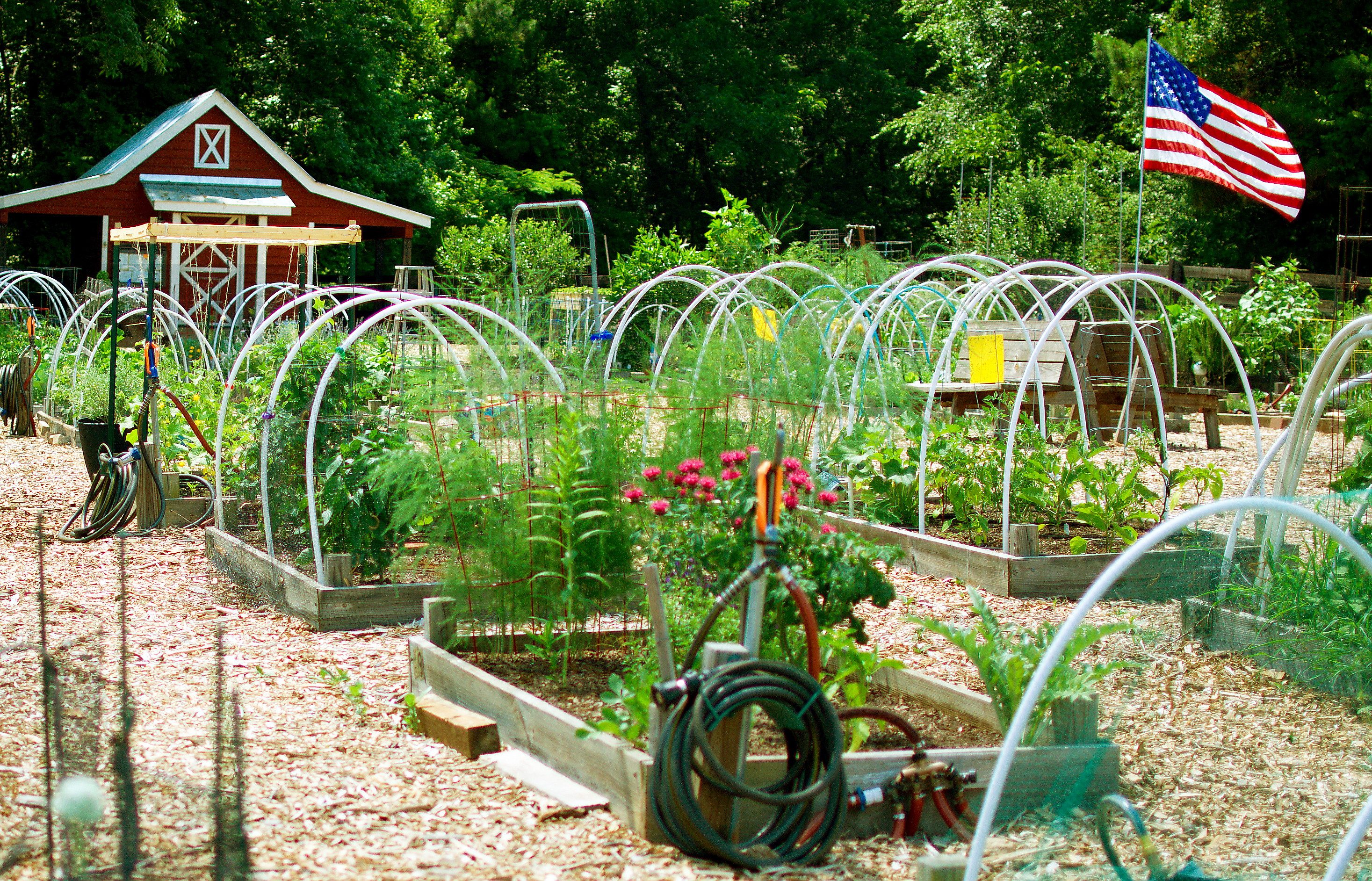 A community garden with several raised beds of vegetables and flowers. There is a tool shed and American flag in the background.