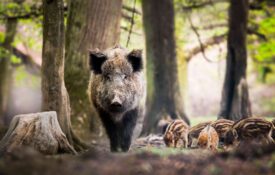 An image of feral swine (wild hogs), including an adult and piglets.