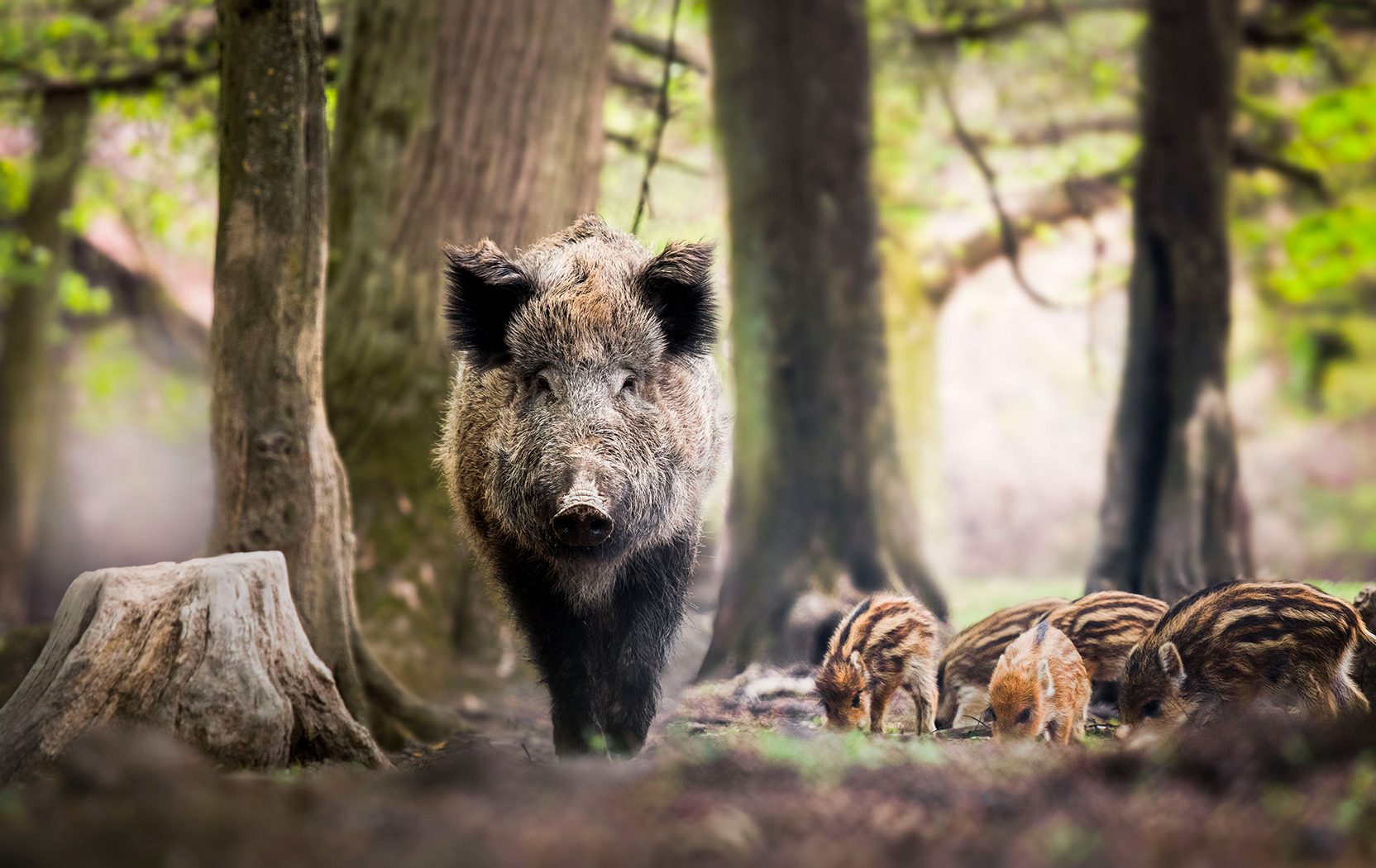 An image of feral swine (wild hogs), including an adult and piglets.