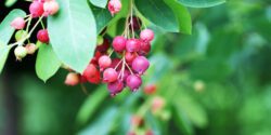 Serviceberry plant