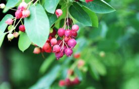 Serviceberry plant