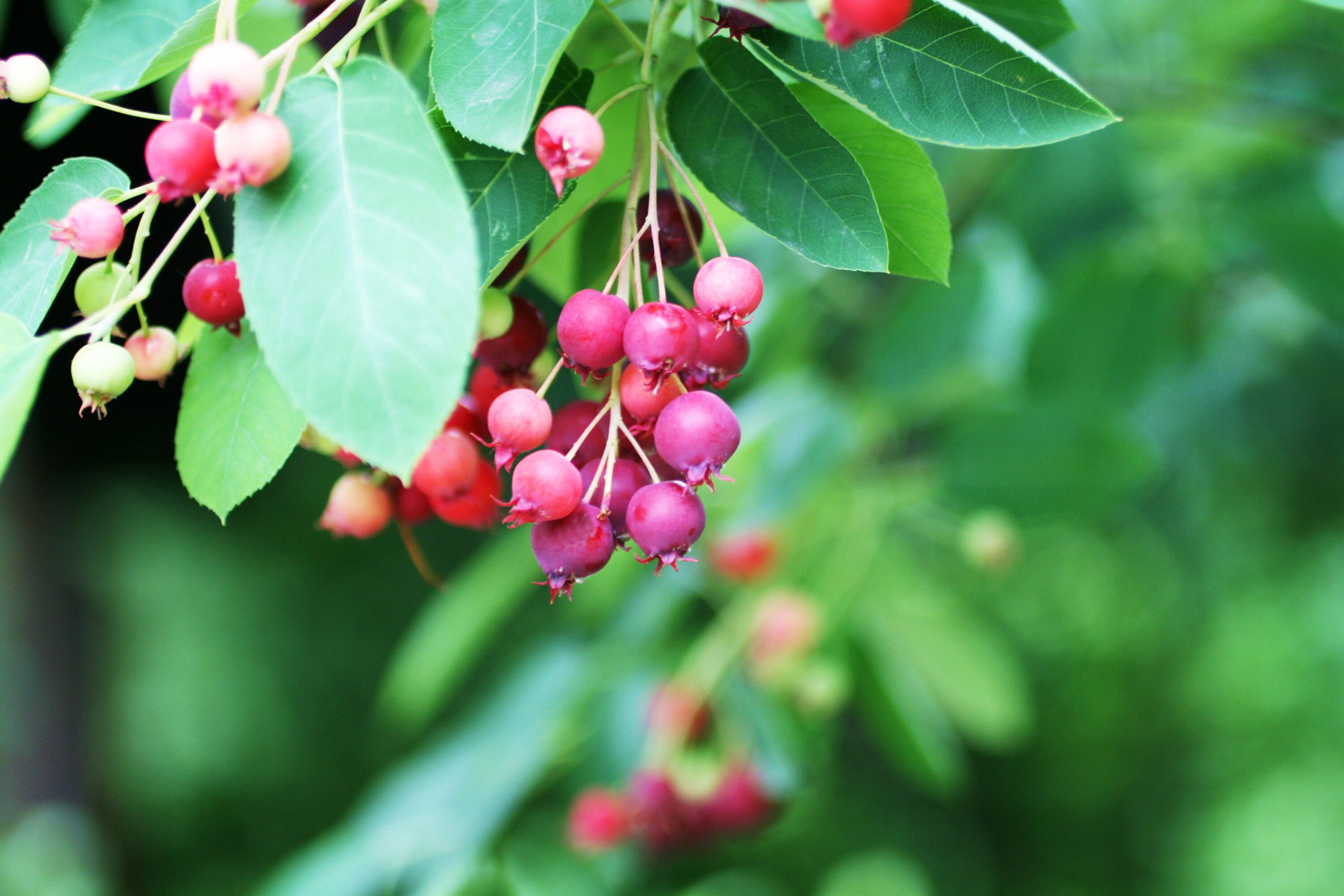 Serviceberry plant