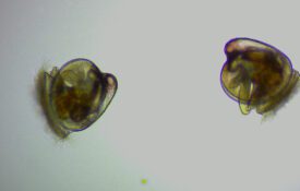 Eastern oyster larvae under a microscope.