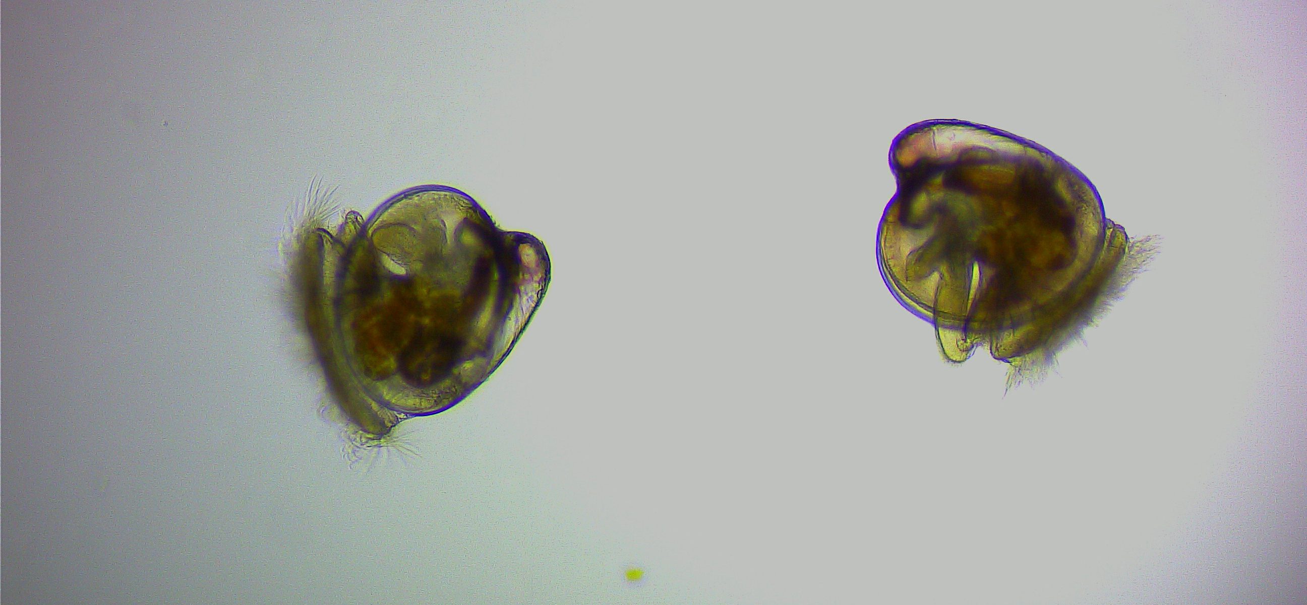 Eastern oyster larvae under a microscope.