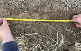 A close-up of hands holding a measuring tape to measure distance between planted seeds in a field.