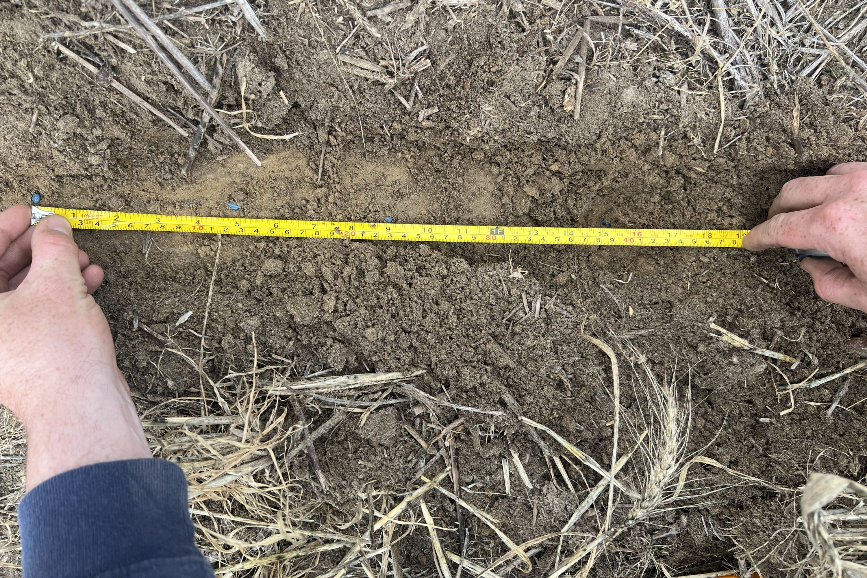 A close-up of hands holding a measuring tape to measure distance between planted seeds in a field.