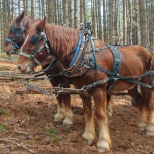 Figure 2. Suffolk Punch horses, the most common breed of logging horse in the Southeast