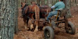A horse logger riding a log arch pulled by two Suffolk Punch horses. This log arch design is typical of those used by most draft animal loggers in the Southeast.