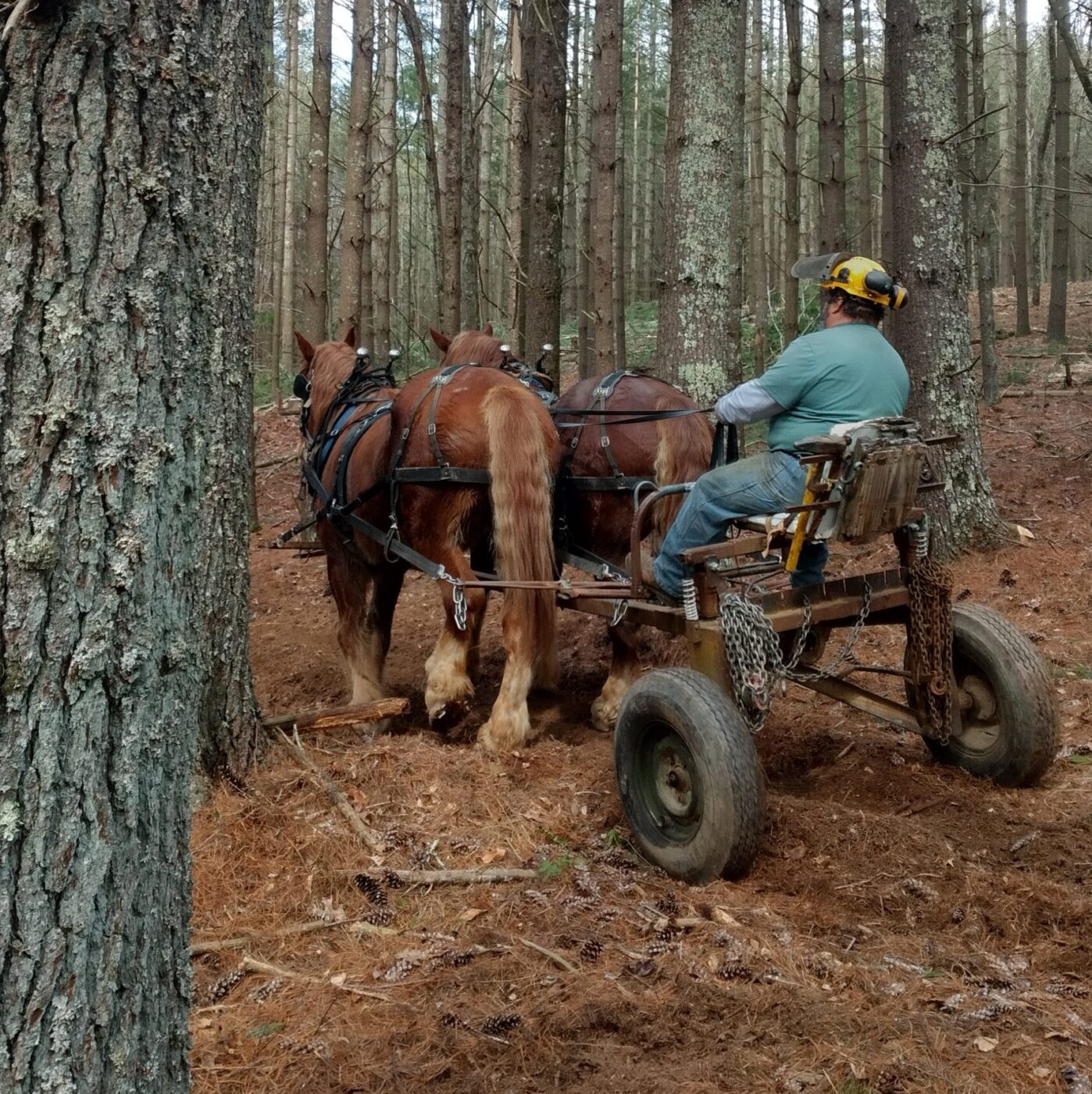 A horse logger riding a log arch pulled by two Suffolk Punch horses. This log arch design is typical of those used by most draft animal loggers in the Southeast.