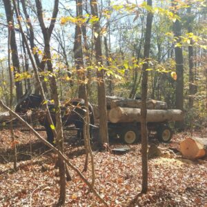 Figure 3. A pair of mules and a loaded log wagon
