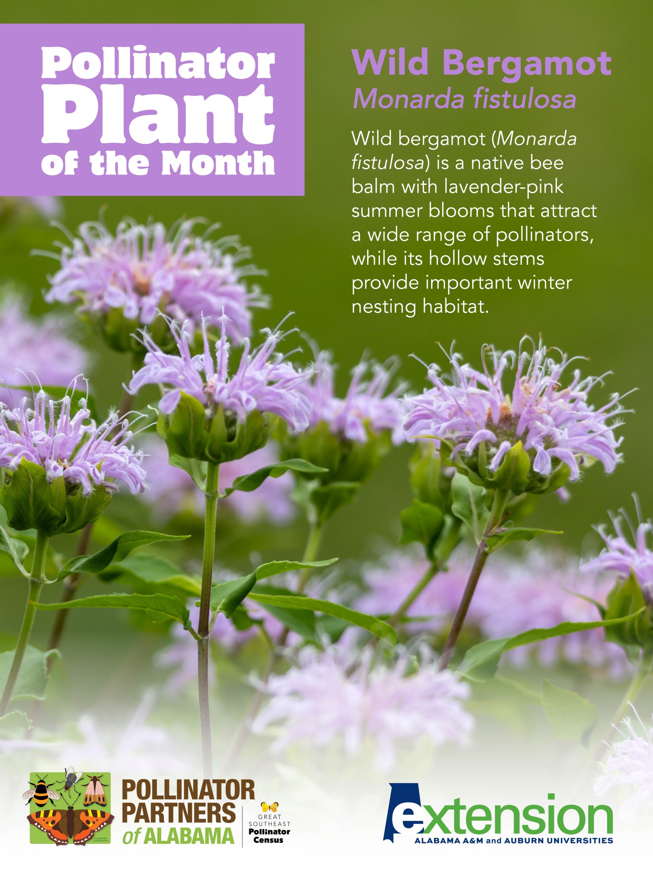 An image of wild bergamot with the words Wild Bergamot (Monarda fistulosa) Pollinator Plant of the Month
