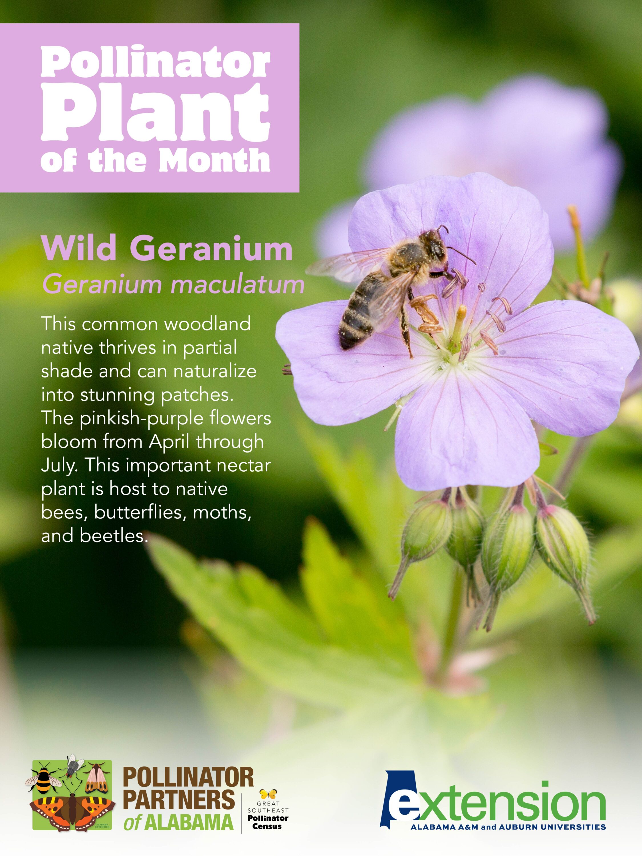 A graphic of a wild geranium with the words (Geranium maculatum) Pollinator Plant of the Month.