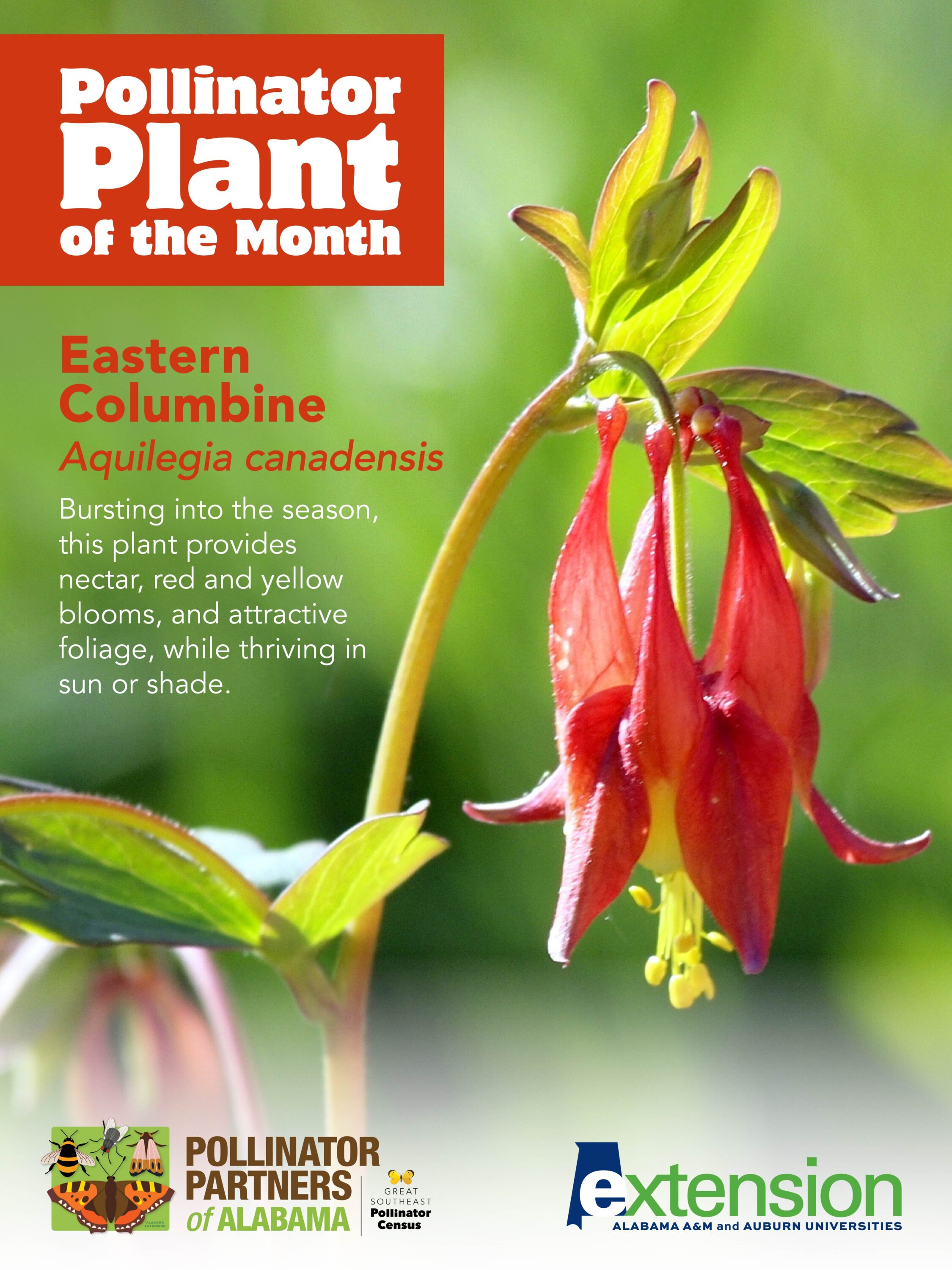 A graphic of an eastern columbine with the words Eastern Columbine (Aquilegia canadensis) Pollinator Plant of the Month.