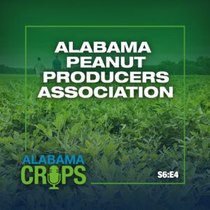 A graphic with a background of a peanut field early in the season. The graphic also has the words Alabama Peanut Producers Association and S6:E4.