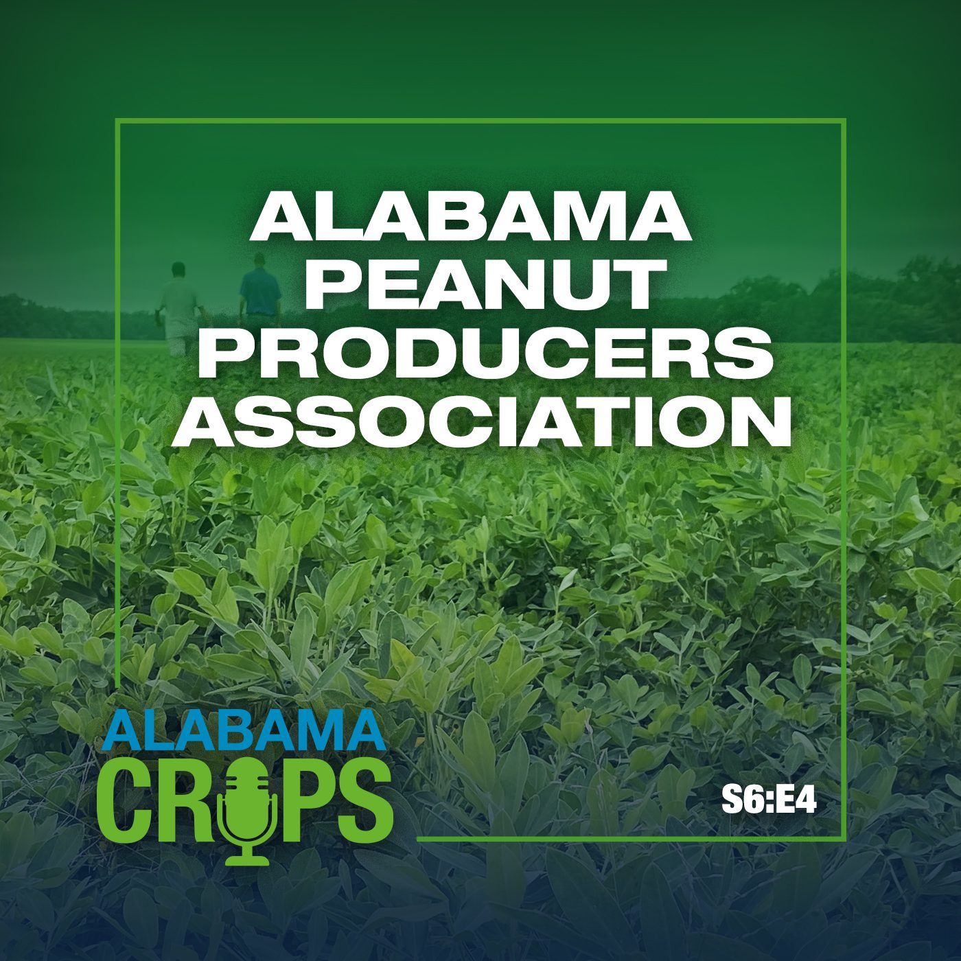 A graphic with a background of a peanut field early in the season. The graphic also has the words Alabama Peanut Producers Association and S6:E4.