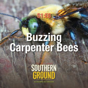 A square image of a carpenter bee on a wood surface. The image has the following words S1E6 Buzzing Carpenter Bees and the Southern Ground Alabama Extension logo at the bottom.