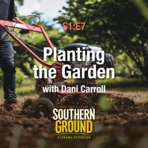A square image of a person tilling a garden plot with a tiller. The image has the following words S1E7 Planting the Garden with Dani Carroll and the Southern Ground Alabama Extension logo at the bottom.